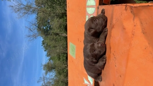 Căței labrador ciocolatiu și auriu  - imagine 2