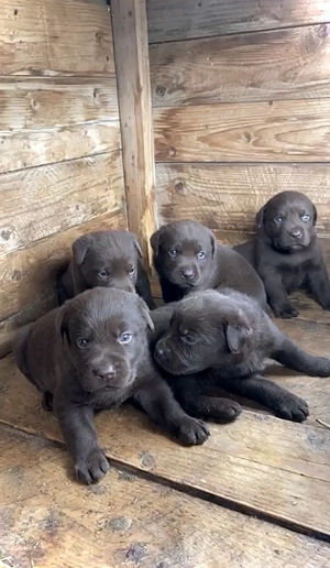 Căței labrador ciocolatiu și auriu