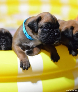 Pui Boxer cu Pedigree  - imagine 5