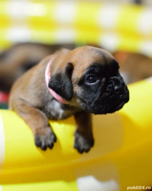 Pui Boxer cu Pedigree  - imagine 2