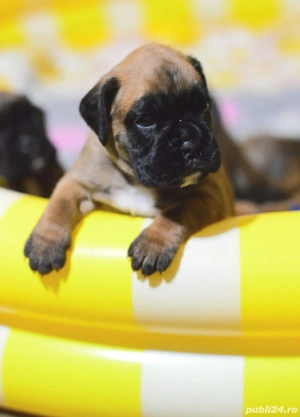 Pui Boxer cu Pedigree  - imagine 4