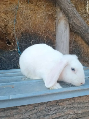 Iepuri metis  5 luni, masculi sănătoși - imagine 3 Iepuri metis  5 luni, masculi sănătoși - imagine 3