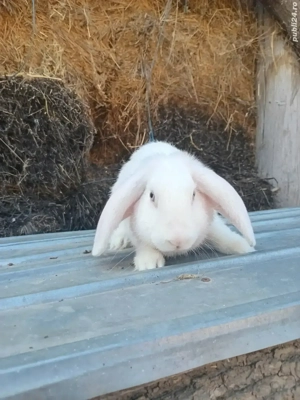 Iepuri metis  5 luni, masculi sănătoși - imagine 2 Iepuri metis  5 luni, masculi sănătoși - imagine 2