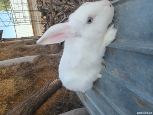 Iepuri metis  5 luni, masculi sănătoși - imagine 5 Iepuri metis  5 luni, masculi sănătoși - imagine 5