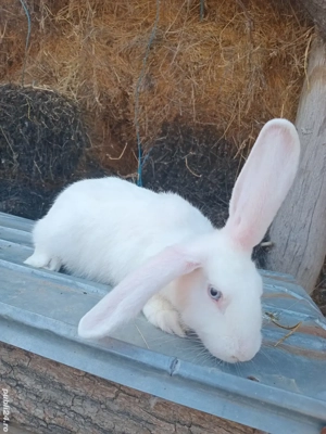 Iepuri metis  5 luni, masculi sănătoși - imagine 4 Iepuri metis  5 luni, masculi sănătoși - imagine 4