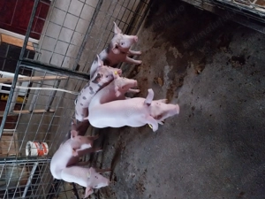 Purcei de vănzare  - imagine 2