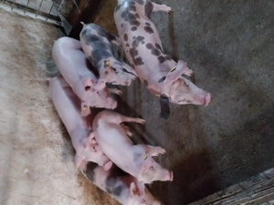 Purcei de vănzare  - imagine 3