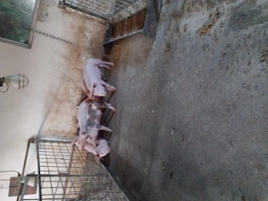 Purcei de vănzare  - imagine 4