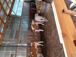 Vițeii de vânzare  - imagine 2