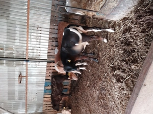 Vițeii de vânzare  - imagine 3