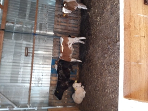 Vițeii de vânzare  - imagine 4