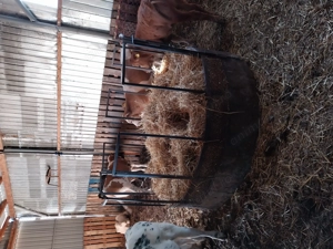 Vițeii de vânzare  - imagine 5