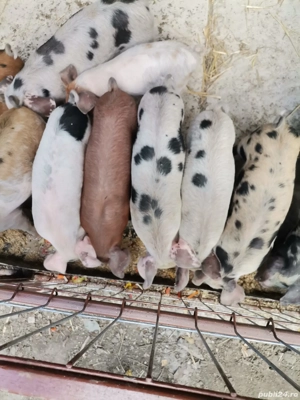 purcei intarcati de vanzare