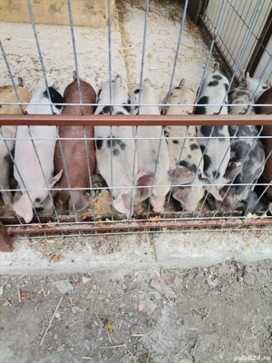 purcei intarcati de vanzare - imagine 2