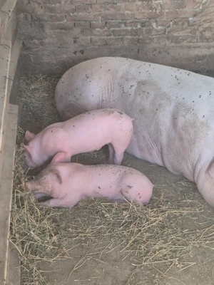 Porci,Purcei de Serano si Iberic - imagine 3