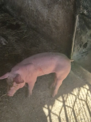 Porci,Purcei de Serano si Iberic