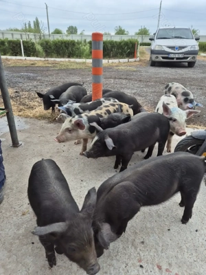 Porci,Purcei de Serano si Iberic - imagine 2