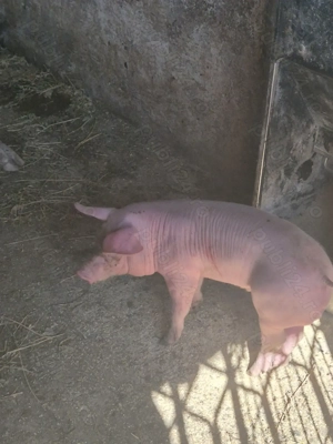 Porci,Purcei de Serano si Iberic - imagine 4