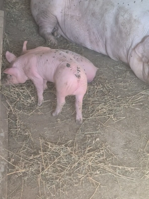 Porci,Purcei de Serano si Iberic - imagine 5