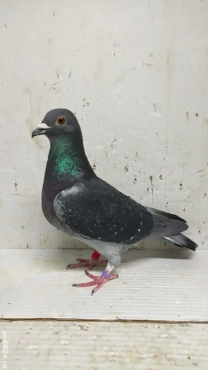 Porumbei voiajori masculi si femele - imagine 4