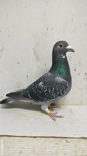 Porumbei voiajori masculi si femele - imagine 5