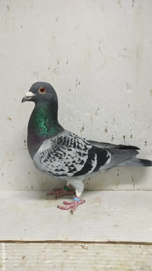 Porumbei voiajori albastri - imagine 2