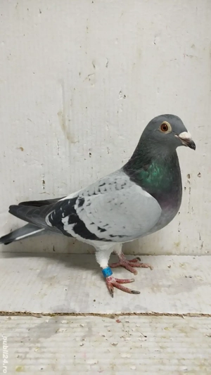 Porumbei voiajori albastri - imagine 3