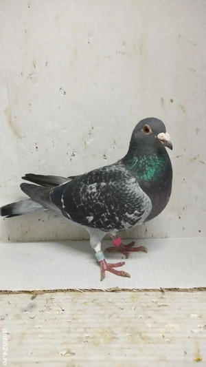 Porumbei voiajori albastri - imagine 5