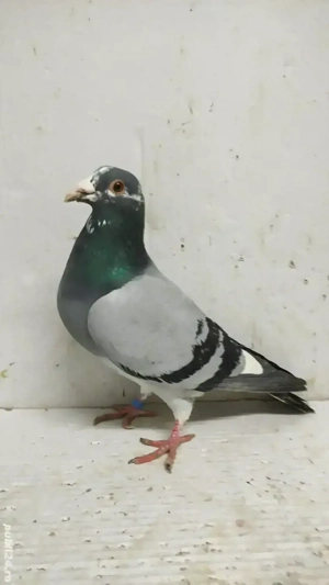 Porumbei voiajori albastri - imagine 4