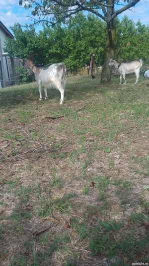 vand capra - imagine 4