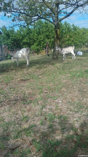 vand capra - imagine 3