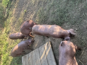 Scrofițe Duroc  - imagine 3