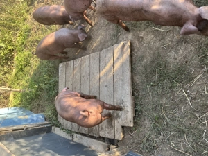 Scrofițe Duroc  - imagine 2