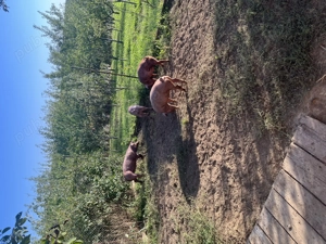 Scrofițe Duroc  - imagine 5