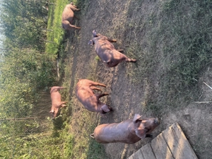 Scrofițe Duroc  - imagine 4