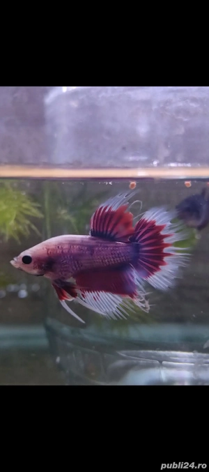 Masculi Betta pesti acvariu superbi - imagine 2