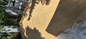 Grau de vanzare, recolta 2025, 1 leu kg, com Berceni, Ilfov