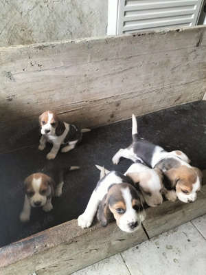 Vând cățelusi beagle  - imagine 3