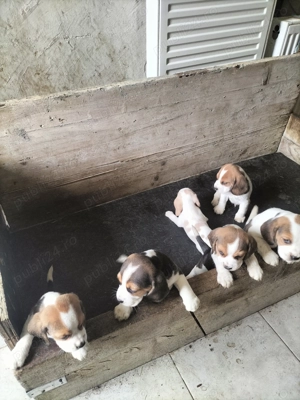 Vând cățelusi beagle  - imagine 4