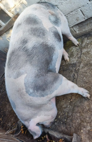 Porci de vanzare - imagine 2