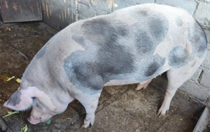 Porci de vanzare - imagine 3