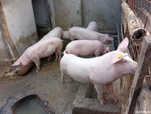 vand porci - imagine 2 vand porci - imagine 2