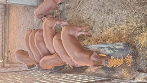 Purcei Duroc de 10 saptamanni