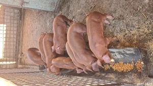 Purcei Duroc de 10 saptamanni - imagine 2