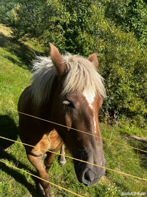 Vand iapa  - imagine 2 Vand iapa  - imagine 2