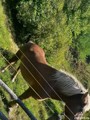 Vand iapa  - imagine 4 Vand iapa  - imagine 4