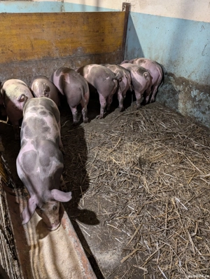Porci de carne la 60-80kg