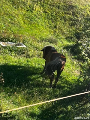 Vand iapa  - imagine 5 Vand iapa  - imagine 5