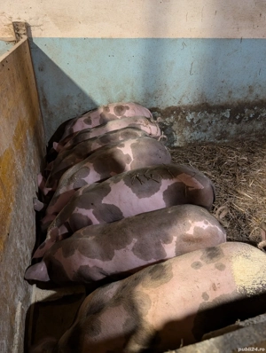 Porci de carne la 60-80kg - imagine 2