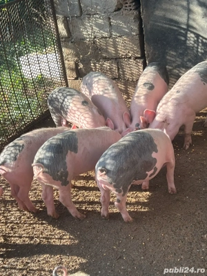 Grasuni 25-35 kg  - imagine 2